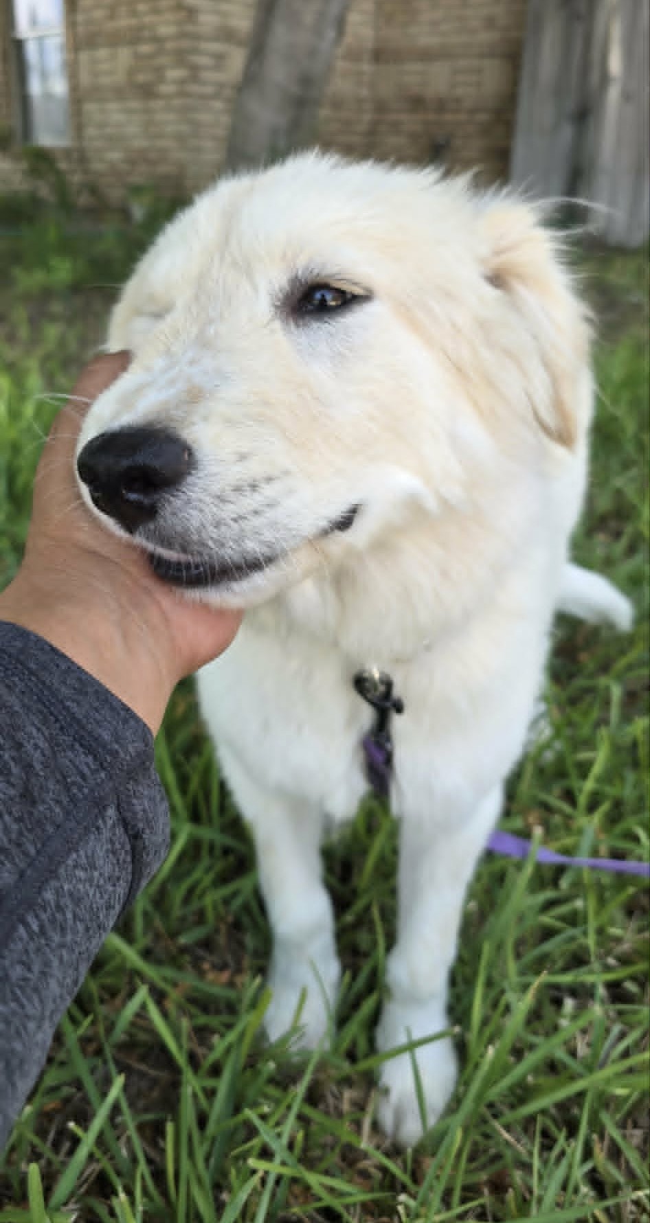 Fifi